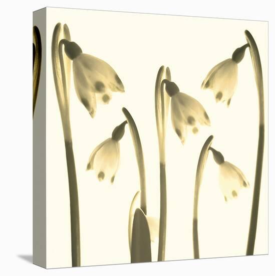 Snowdrop Cluster-Katja Marzahn-Stretched Canvas