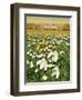 Snowdrop Day, Hatfield House, 1999-Frances Broomfield-Framed Giclee Print