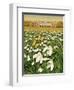 Snowdrop Day, Hatfield House, 1999-Frances Broomfield-Framed Giclee Print