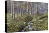 Snowdrop Dell-Bill Makinson-Stretched Canvas