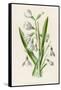 Snowdrop Depicted with Leucajum Aestivum: Snowflake-F. Edward Hulme-Framed Stretched Canvas