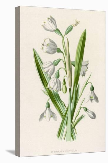 Snowdrop Depicted with Leucajum Aestivum: Snowflake-F. Edward Hulme-Stretched Canvas