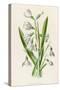 Snowdrop Depicted with Leucajum Aestivum: Snowflake-F. Edward Hulme-Stretched Canvas