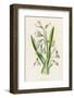 Snowdrop Depicted with Leucajum Aestivum: Snowflake-F. Edward Hulme-Framed Photographic Print