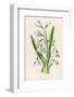 Snowdrop Depicted with Leucajum Aestivum: Snowflake-F. Edward Hulme-Framed Photographic Print