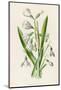 Snowdrop Depicted with Leucajum Aestivum: Snowflake-F. Edward Hulme-Mounted Photographic Print