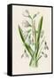 Snowdrop Depicted with Leucajum Aestivum: Snowflake-F. Edward Hulme-Framed Stretched Canvas