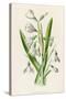 Snowdrop Depicted with Leucajum Aestivum: Snowflake-F. Edward Hulme-Stretched Canvas