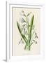 Snowdrop Depicted with Leucajum Aestivum: Snowflake-F. Edward Hulme-Framed Photographic Print