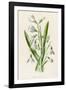 Snowdrop Depicted with Leucajum Aestivum: Snowflake-F. Edward Hulme-Framed Photographic Print