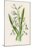 Snowdrop Depicted with Leucajum Aestivum: Snowflake-F. Edward Hulme-Mounted Photographic Print