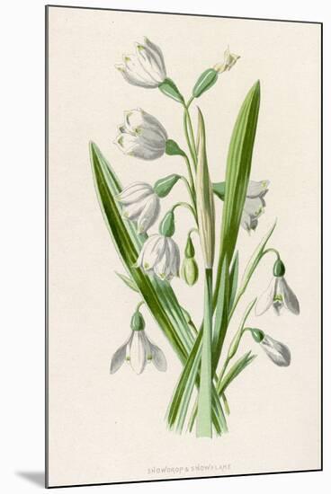 Snowdrop Depicted with Leucajum Aestivum: Snowflake-F. Edward Hulme-Mounted Photographic Print