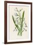 Snowdrop Depicted with Leucajum Aestivum: Snowflake-F. Edward Hulme-Framed Photographic Print