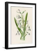 Snowdrop Depicted with Leucajum Aestivum: Snowflake-F. Edward Hulme-Framed Photographic Print