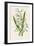 Snowdrop Depicted with Leucajum Aestivum: Snowflake-F. Edward Hulme-Framed Photographic Print