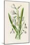 Snowdrop Depicted with Leucajum Aestivum: Snowflake-F. Edward Hulme-Mounted Photographic Print