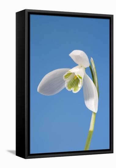 Snowdrop Flower-null-Framed Stretched Canvas