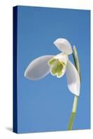 Snowdrop Flower-null-Stretched Canvas