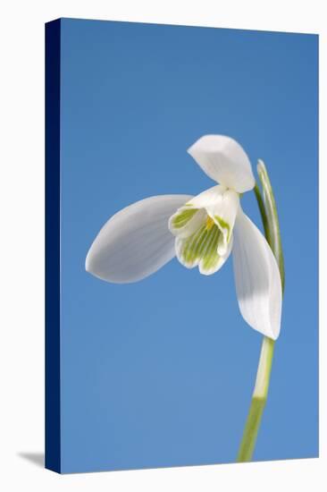 Snowdrop Flower-null-Stretched Canvas