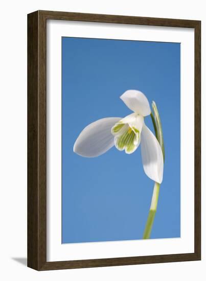 Snowdrop Flower-null-Framed Photographic Print