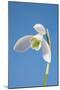 Snowdrop Flower-null-Mounted Photographic Print