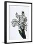 Snowdrop, French Flower Postcard, C1900-null-Framed Giclee Print