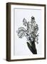 Snowdrop, French Flower Postcard, C1900-null-Framed Premium Giclee Print