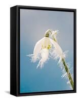 Snowdrop, Frosted Single Bloom-null-Framed Stretched Canvas