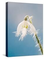 Snowdrop, Frosted Single Bloom-null-Stretched Canvas