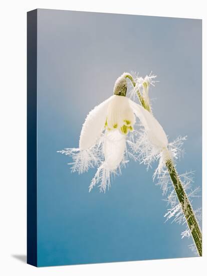 Snowdrop, Frosted Single Bloom-null-Stretched Canvas