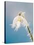 Snowdrop, Frosted Single Bloom-null-Stretched Canvas