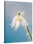 Snowdrop, Frosted Single Bloom-null-Stretched Canvas
