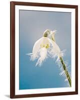 Snowdrop, Frosted Single Bloom-null-Framed Photographic Print