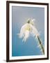 Snowdrop, Frosted Single Bloom-null-Framed Photographic Print