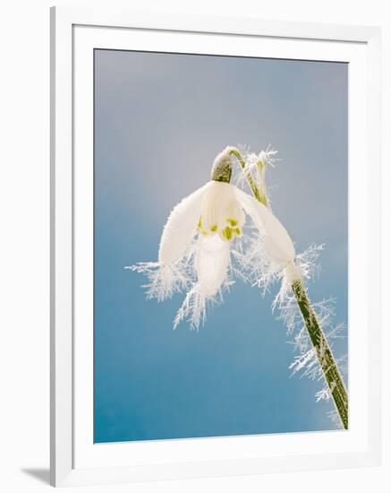 Snowdrop, Frosted Single Bloom-null-Framed Photographic Print