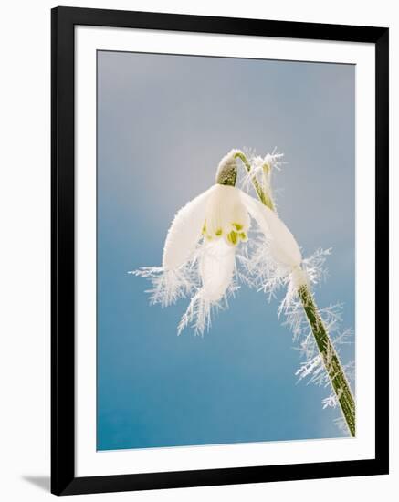 Snowdrop, Frosted Single Bloom-null-Framed Photographic Print