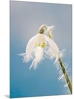 Snowdrop, Frosted Single Bloom-null-Mounted Photographic Print