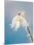 Snowdrop, Frosted Single Bloom-null-Mounted Photographic Print