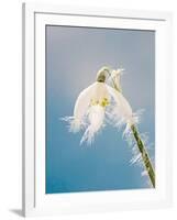 Snowdrop, Frosted Single Bloom-null-Framed Photographic Print