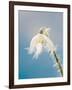 Snowdrop, Frosted Single Bloom-null-Framed Photographic Print