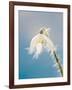 Snowdrop, Frosted Single Bloom-null-Framed Photographic Print