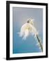 Snowdrop, Frosted Single Bloom-null-Framed Photographic Print