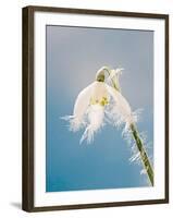 Snowdrop, Frosted Single Bloom-null-Framed Photographic Print