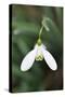 Snowdrop Galanthus Magnet-null-Stretched Canvas