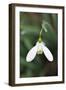 Snowdrop Galanthus Magnet-null-Framed Premium Photographic Print