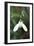 Snowdrop Galanthus Magnet-null-Framed Premium Photographic Print