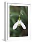 Snowdrop Galanthus Magnet-null-Framed Premium Photographic Print