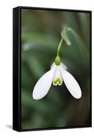Snowdrop Galanthus Magnet-null-Framed Stretched Canvas