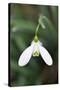 Snowdrop Galanthus Magnet-null-Stretched Canvas