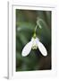 Snowdrop Galanthus Magnet-null-Framed Photographic Print